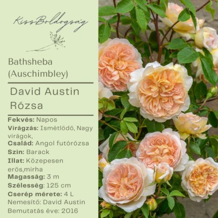 Bathsheba (Auschimbley)- Angol futó rózsa