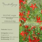 Silene Regia - Királyi mécsvirág