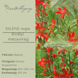 Silene Regia - Királyi mécsvirág