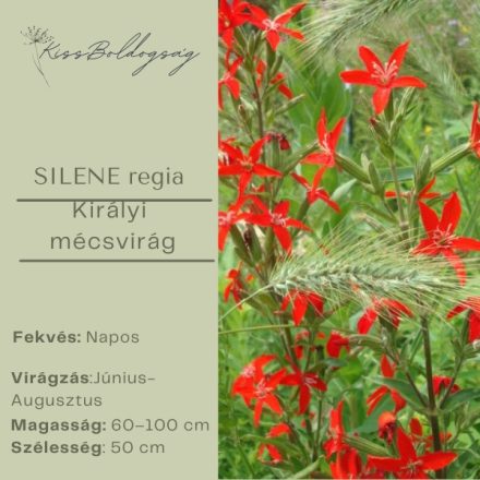 Silene Regia - Királyi mécsvirág