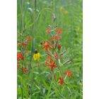 Silene Regia - Királyi mécsvirág