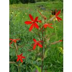 Silene Regia - Királyi mécsvirág
