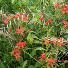 Silene Regia - Királyi mécsvirág