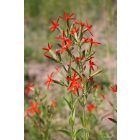Silene Regia - Királyi mécsvirág