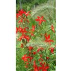 Silene Regia - Királyi mécsvirág