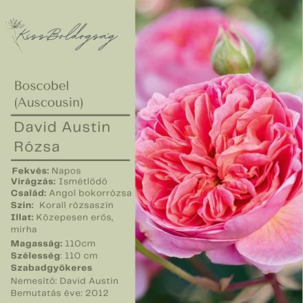 Boscobel (Auscousin)- Angol bokor rózsa
