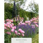 Boscobel (Auscousin)- Angol bokor rózsa