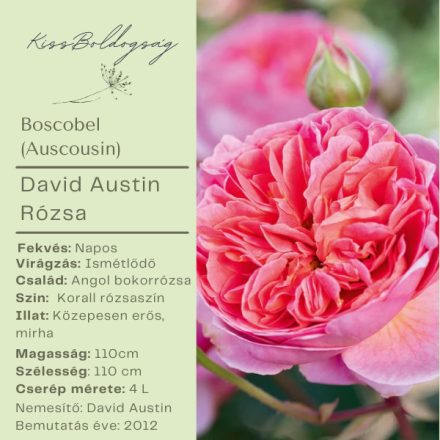 Boscobel (Auscousin)- Angol bokor rózsa