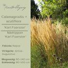 Calamagrostis × acutiflora ‘Karl Foerster’- Nádtippan ‘Karl Foerster’
