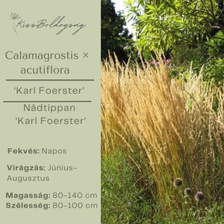 Calamagrostis × acutiflora ‘Karl Foerster’- Nádtippan ‘Karl Foerster’