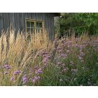 Calamagrostis × acutiflora ‘Karl Foerster’- Nádtippan ‘Karl Foerster’