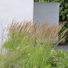 Calamagrostis × acutiflora ‘Karl Foerster’- Nádtippan ‘Karl Foerster’