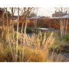 Calamagrostis × acutiflora ‘Karl Foerster’- Nádtippan ‘Karl Foerster’
