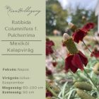 Ratibida columnifera f. pulcherrima -  Mexikói kalapvirág