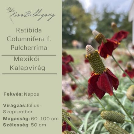 Ratibida columnifera f. pulcherrima -  Mexikói kalapvirág