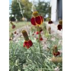 Ratibida columnifera f. pulcherrima -  Mexikói kalapvirág