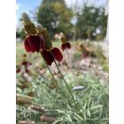 Ratibida columnifera f. pulcherrima -  Mexikói kalapvirág