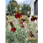 Ratibida columnifera f. pulcherrima -  Mexikói kalapvirág