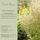 Deschampsia Cespitosa - Gyepes Sédbúza