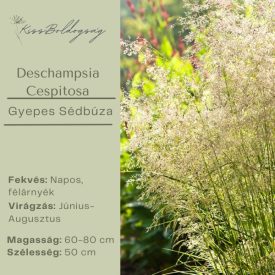 Deschampsia Cespitosa - Gyepes Sédbúza