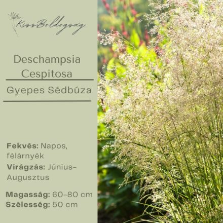 Deschampsia Cespitosa - Gyepes Sédbúza