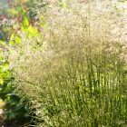 Deschampsia Cespitosa - Gyepes Sédbúza