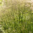 Deschampsia Cespitosa - Gyepes Sédbúza