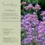 Verbena bonariensis – Ernyős verbéna