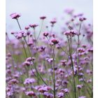 Verbena bonariensis – Ernyős verbéna 