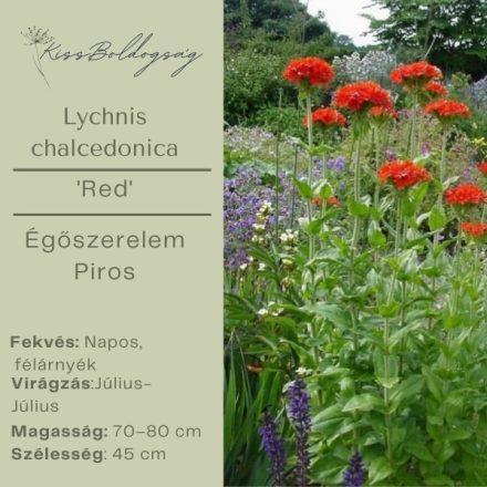 Lychnis chalcedonica  'Red' - Égőszerelem piros
