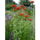 Lychnis chalcedonica  'Red' - Égőszerelem piros