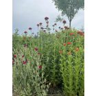 Lychnis chalcedonica  'Red' - Égőszerelem piros