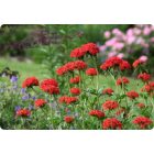 Lychnis chalcedonica  'Red' - Égőszerelem piros