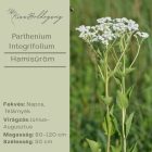 Parthenium Integrifolium - Hamisüröm