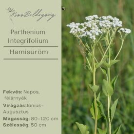 Parthenium Integrifolium - Hamisüröm