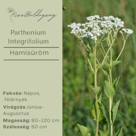 Parthenium Integrifolium - Hamisüröm