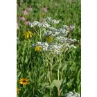 Parthenium Integrifolium - Hamisüröm