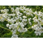 Parthenium Integrifolium - Hamisüröm