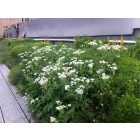 Parthenium Integrifolium - Hamisüröm