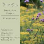 Foeniculum Vulgare - Édeskömény