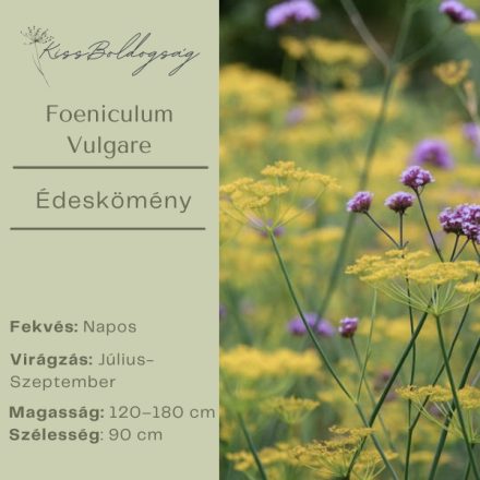 Foeniculum Vulgare - Édeskömény