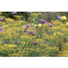Foeniculum Vulgare - Édeskömény