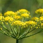 Foeniculum Vulgare - Édeskömény