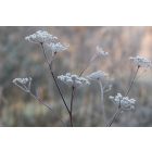 Foeniculum Vulgare - Édeskömény