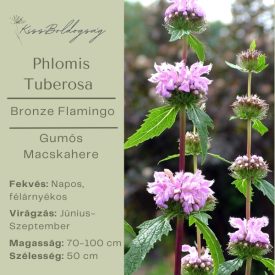 PHLOMIS tuberosa Bronze Flamingo - Gumós Macskahere