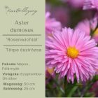 Aster dumosus ‘Rosenwichtel’- Őszirózsa