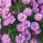 Aster dumosus ‘Rosenwichtel’- Őszirózsa