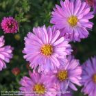 Aster dumosus ‘Rosenwichtel’- Őszirózsa