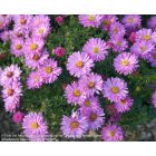 Aster dumosus ‘Rosenwichtel’- Őszirózsa