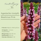 Agastache Beelicius Pink- Izsópfű